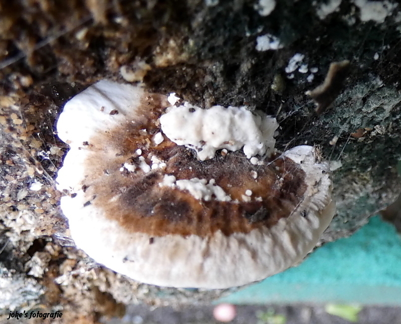 is dit een paddestoel?